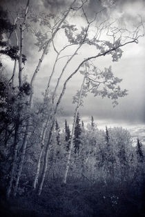 lonesome woods by Priska  Wettstein