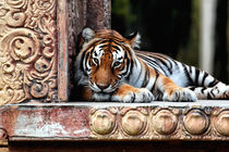 Bengal Tiger by John Rizzuto