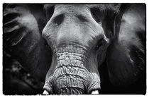 Bull Elephant by John Rizzuto