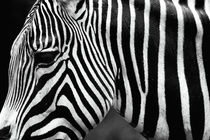 Zebra von John Rizzuto