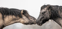 Small Horses, Big Attitudes by Henri Ton