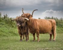 Highland Cows by Henri Ton