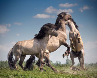 Dancing-horses-remake04-09-2012