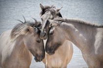 Wild Horses by Henri Ton