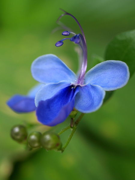 Clerodendronfin