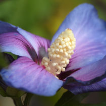 Blütenmakro, Hibiskus, Malve,hibiscus syriacus, mauve von Dagmar Laimgruber