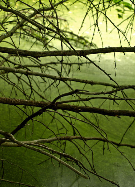 Tree-7046359green-mystery