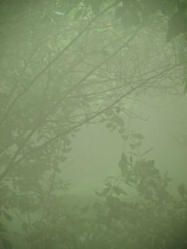 Jungle Mist by Shannon Workman
