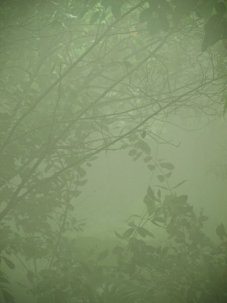 Tree-7227326jungle-mist