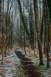 Winter Birch by David Tinsley