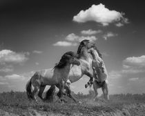 Dancing Horses b/w by Henri Ton
