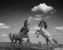 Prancing Horses b/w by Henri Ton