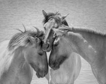Wild Horses b/w by Henri Ton