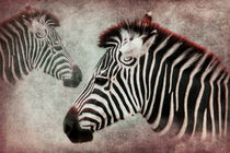 The Zebra von AD DESIGN Photo + PhotoArt