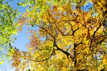Herbstbäume von caladoart