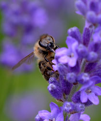 Biene beim Sammeln by jstauch