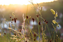 Gräser im Sonnenuntergang von caladoart