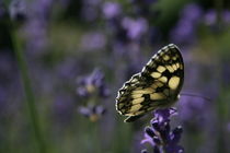 Ein weiterer kleiner Helfer, butterfly von Christian Busch