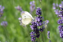 kleiner Helfer, butterfly von Christian Busch