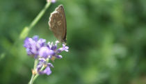 kleiner Helfer, butterfly by Christian Busch
