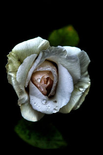 White rose by Doug McRae