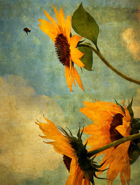 Bee-and-sunflower
