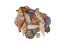 Sea Shells by Judy Hall-Folde