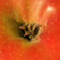 Apfeltrichter, red apple by Sabine Radtke