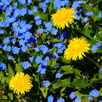 Frühlingsblau mit Butterblumen, blue springtime von Sabine Radtke