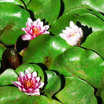 Drei rosa Seerosen, pink water lilies by Sabine Radtke
