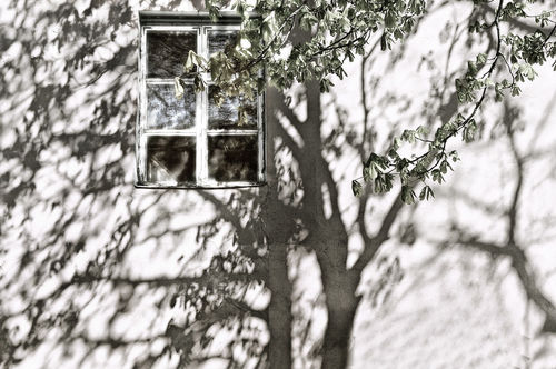 Tree-at-my-window