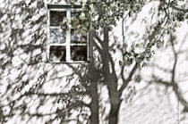 Tree at my Window von JACINTO TEE