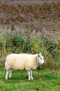 2 SHEEP by Ivonne Wentzler