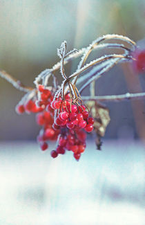 Spell of Winter, rowan berry #2 by Eva Stadler