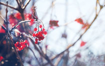 Spell of Winter, rowan berry #1 von Eva Stadler