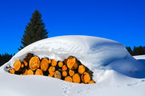 Holzstämme unter einer dicken Schneedecke by gfc-collection