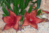 Aasblume Stapelia grandiflora  von gfc-collection