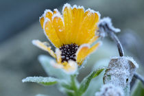 Frozen Flower by Stefanie Feldhaus