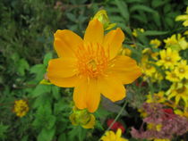 Gelbe Blume by Susanne Winkels