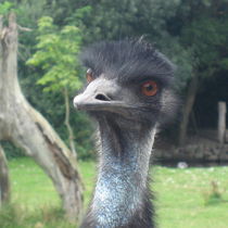 Emu by Susanne Winkels