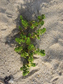 Strandpflanze von Susanne Winkels