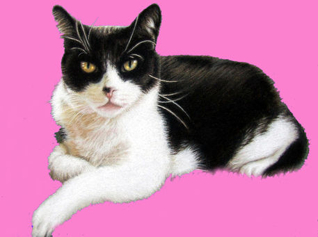 Tomcat-pop-pink-gr