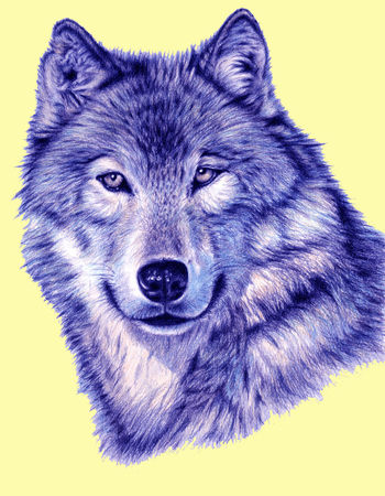 Wolf-yellow