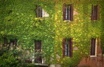 Windows Gardens by JACINTO TEE