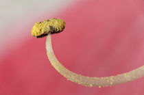 Staubgefäss einer Amaryllis-Blüte / Stamen of an Amaryllis flower  von gfc-collection