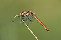 Gemeine Heidelibelle / Male of Vagrant Darter by gfc-collection