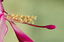 Blüte des Weihnachtskaktus / Flower of the Christmas cactus  von gfc-collection