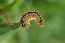 Raupe des Alpinen Ringelspinners / Mountain Lackey caterpillar  by gfc-collection