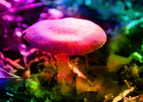 Trippy Nature - Colorful Mushroom  by Denis Marsili