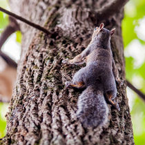 squirrel climbing up tree by digidreamgrafix